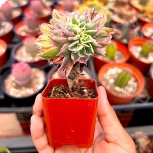 crested sunburst aeonium plant 2 inch pot